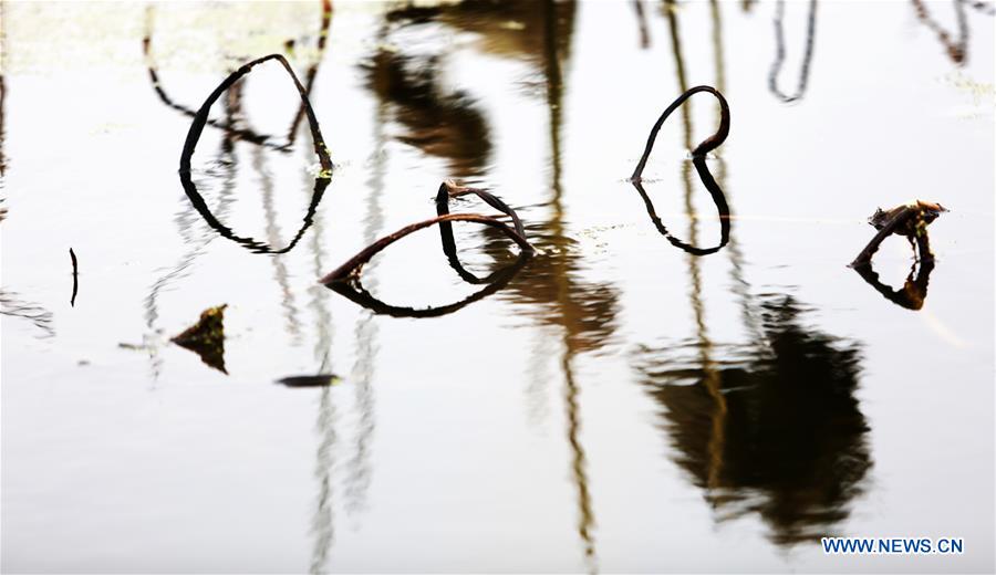 #CHINA-SHANDONG-WITHERED LOTUS (CN)