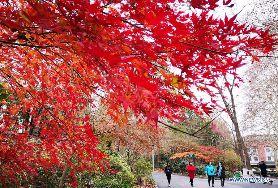 #CHINA-JIANGSU-MAPLE-SCENERY (CN)