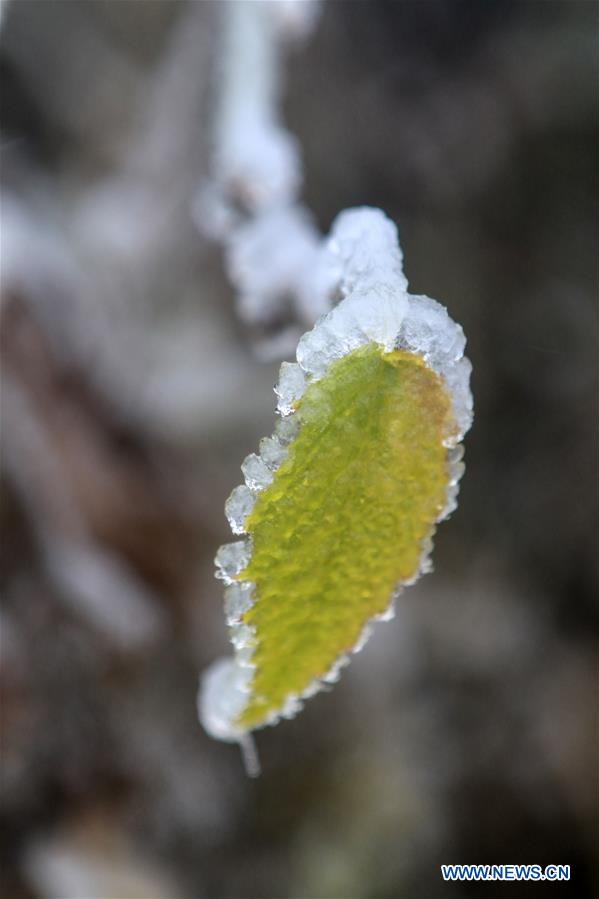 #CHINA-HUNAN-XIANGXI-SNOW-PLANTS (CN)