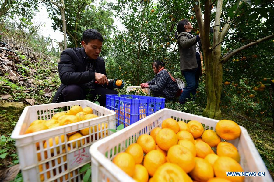 #CHINA-GUIZHOU-PONKAN PLANTING (CN)