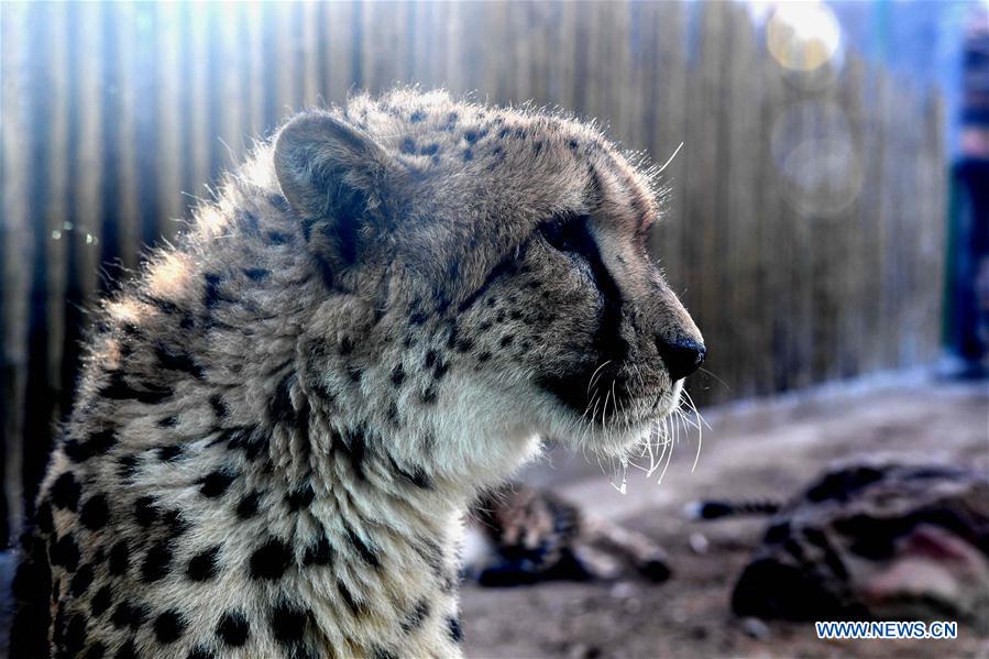 CHINA-HENAN-CHEETAH