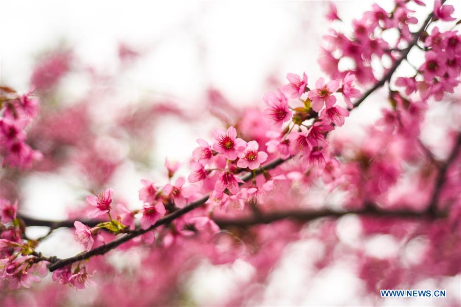 #CHINA-GUIZHOU-QIANXINAN-CHERRY BLOSSOM (CN)