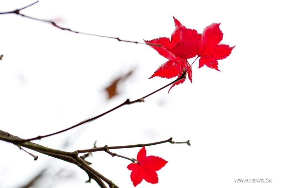 #CHINA-HUBEI-YICHANG-MAPLE LEAVES (CN)