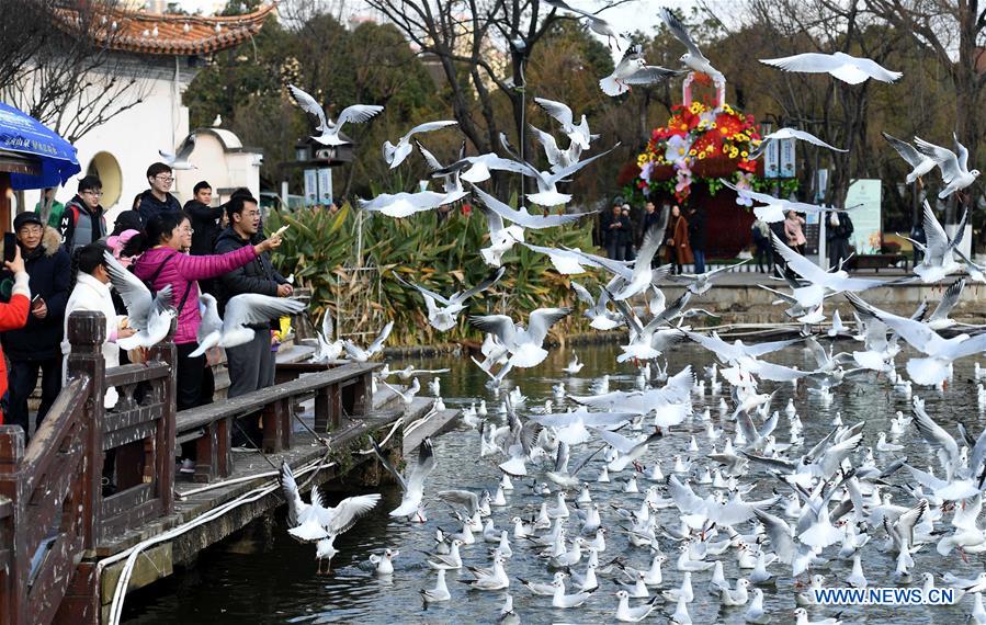 CHINA-YUNNAN-KUNMING-BLACK-HEADED GULL-NEW YEAR HOLIDAY (CN)