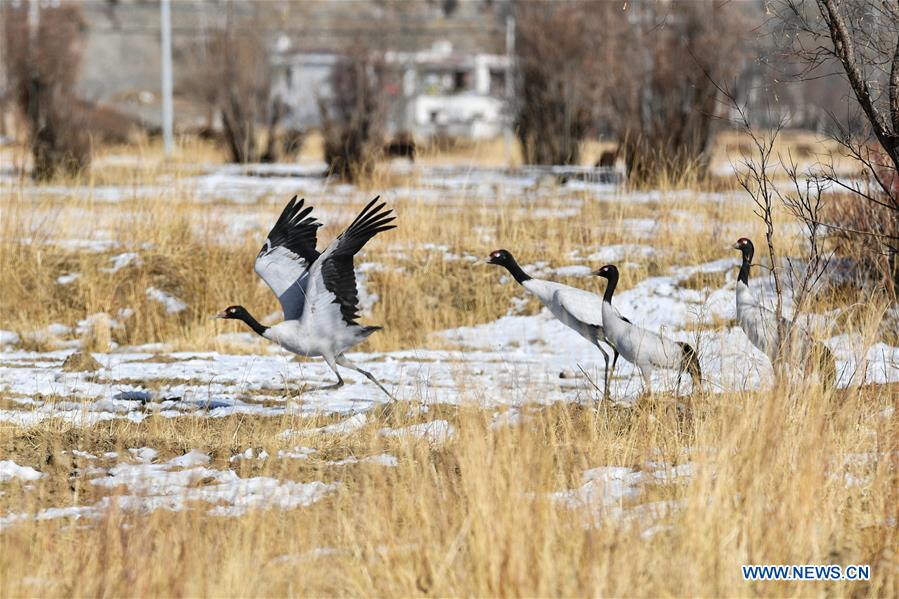 CHINA-LHASA-BLACK-NECKED CRANES (CN)