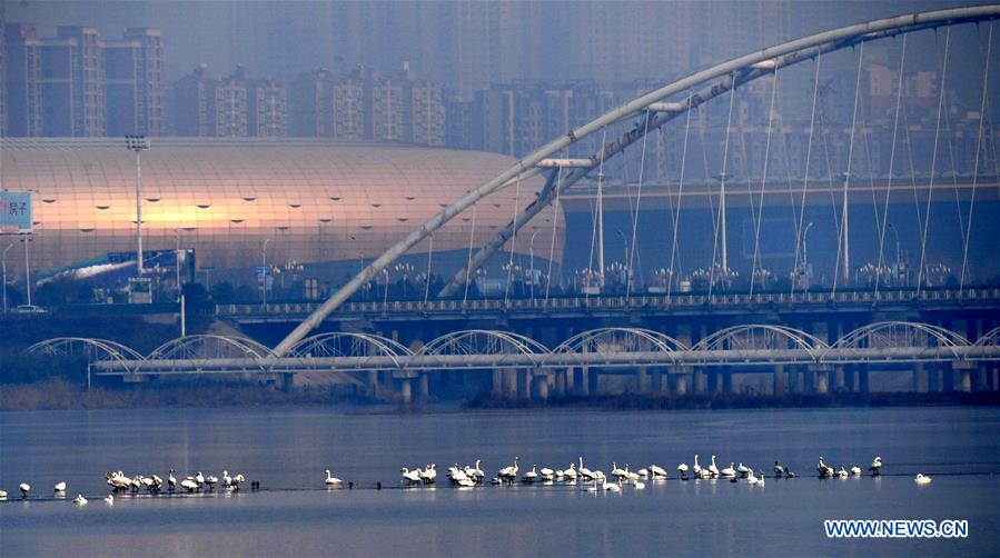 CHINA-HENAN-WHITE SWANS (CN)