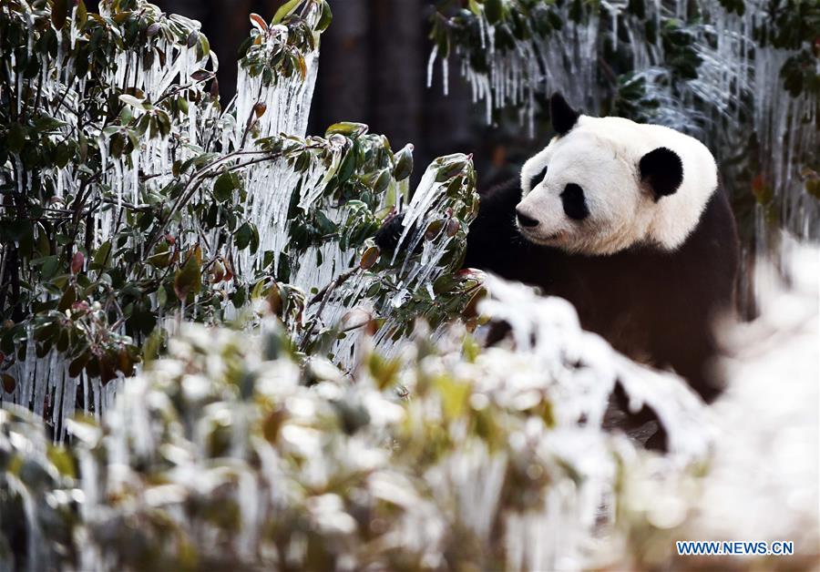 CHINA-JINAN-WINTER-GIANT PANDA (CN)