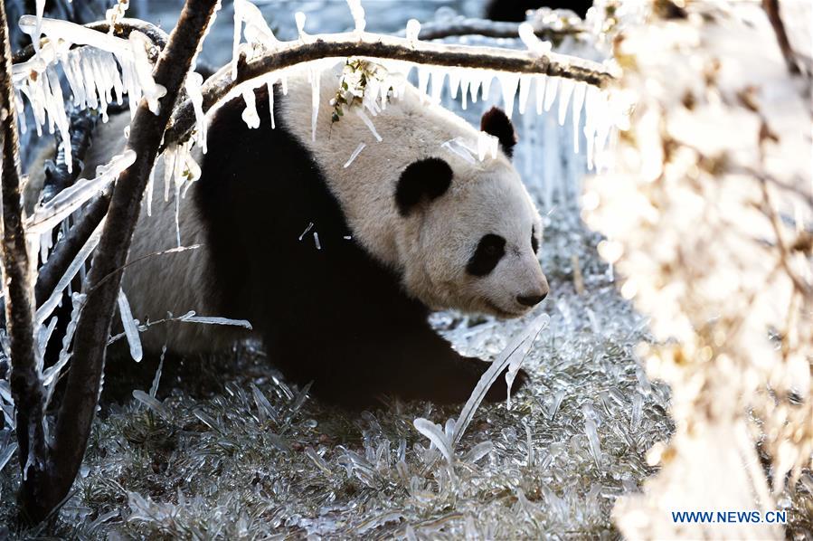 CHINA-JINAN-WINTER-GIANT PANDA (CN)