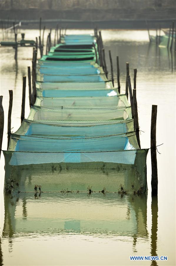 #CHINA-JIANGSU-HUAIAN-AQUACULTURE-CRAB (CN)