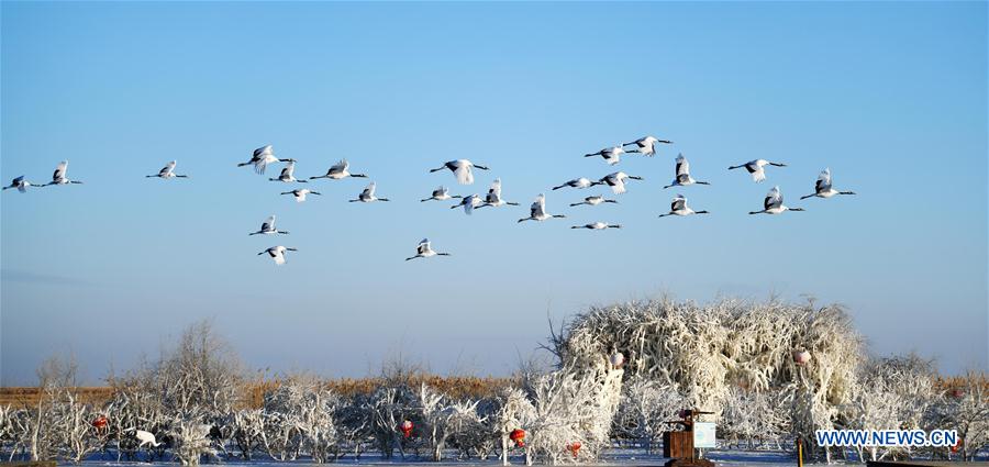 CHINA-HEILONGJIANG-RED-CROWNED CRANES (CN)