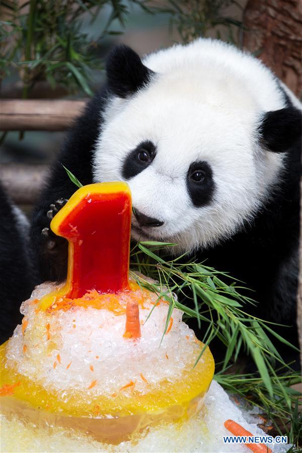 MALAYSIA-KUALA LUMPUR-GIANT PANDA BABY-BIRTHDAY