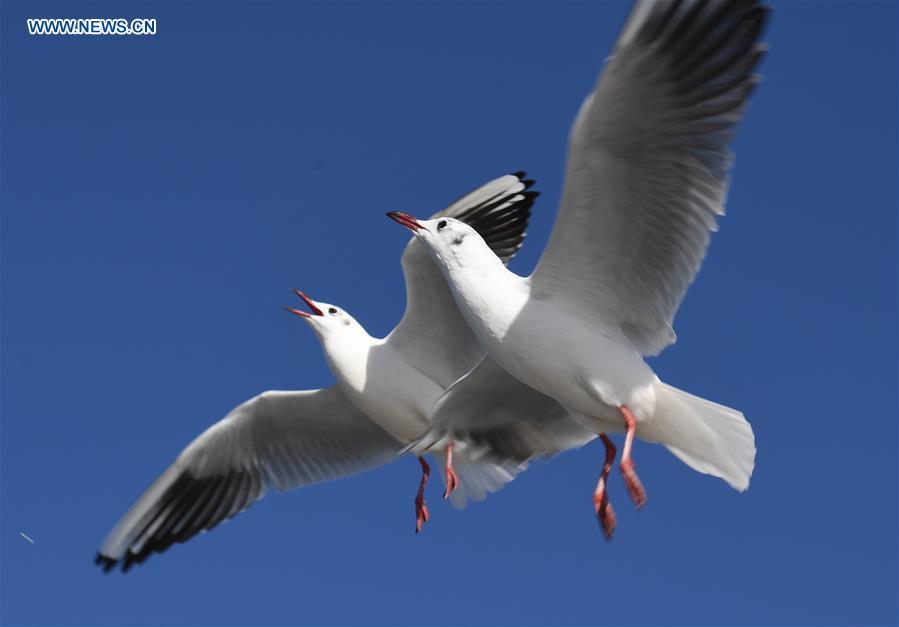 CHINA-KUNMING-RED-BILLED GULLS (CN)