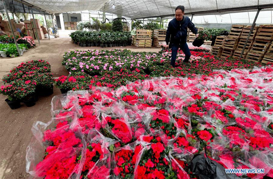 CHINA-FLOWER-SPRING FESTIVAL-PREPARATION (CN)