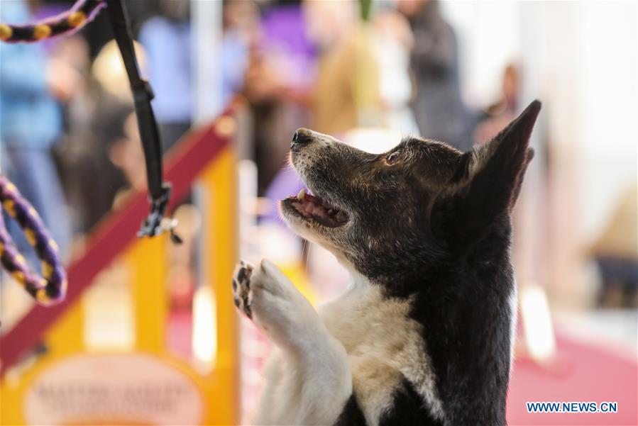 U.S.-NEW YORK-DOG SHOW-PRESS PREVIEW