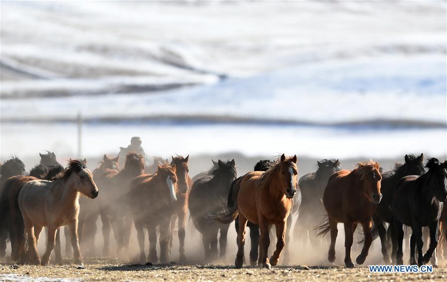 CHINA-GANSU-SHANDAN RANCH-HORSE (CN)