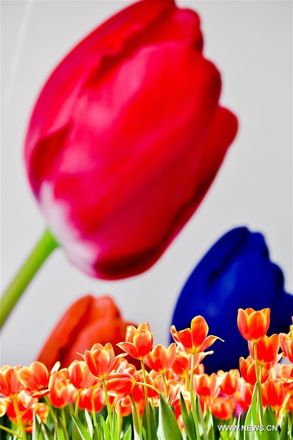 CHINA-GUANGDONG-EXHIBITION-TULIPS (CN)