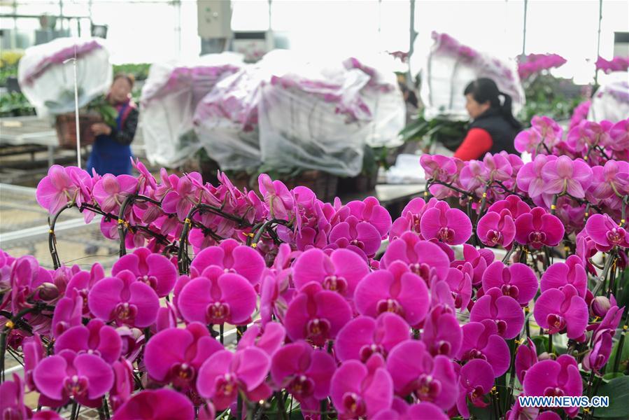 #CHINA-HEBEI-FLOWER MARKET (CN)