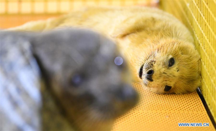 CHINA-HARBIN-SEAL CUB (CN)