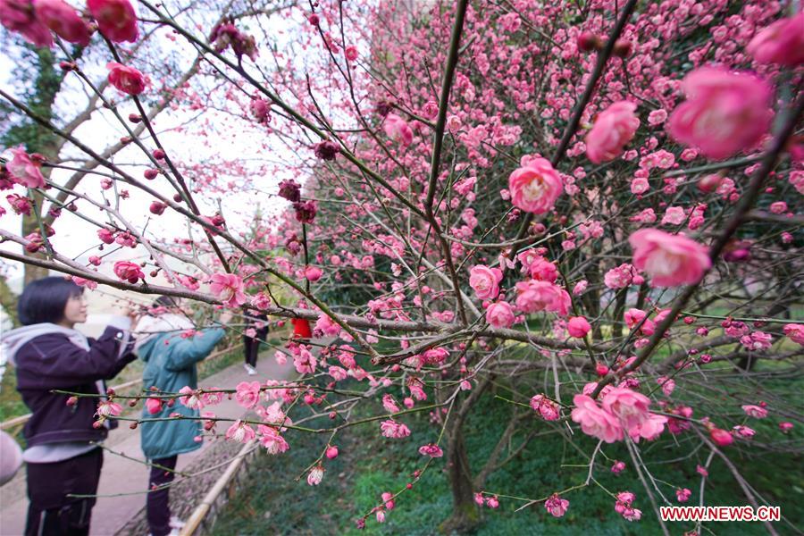 #CHINA-SPRING-FLOWER (CN)