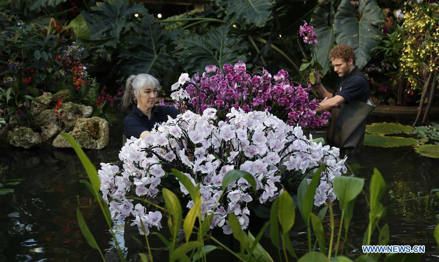 BRITAIN-LONDON-KEW ORCHID FESTIVAL-PRESS PREVIEW