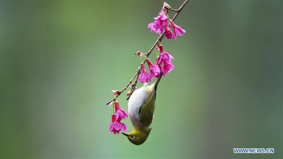 CHINA-FUJIAN-BIRD-WHITE-EYE (CN)