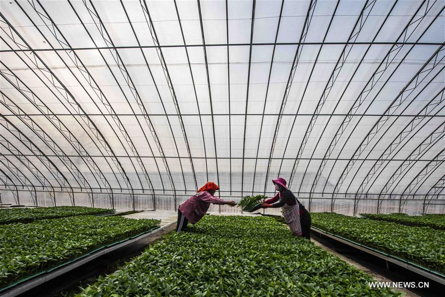 #CHINA-EARLY SPRING-FARM WORK (CN)