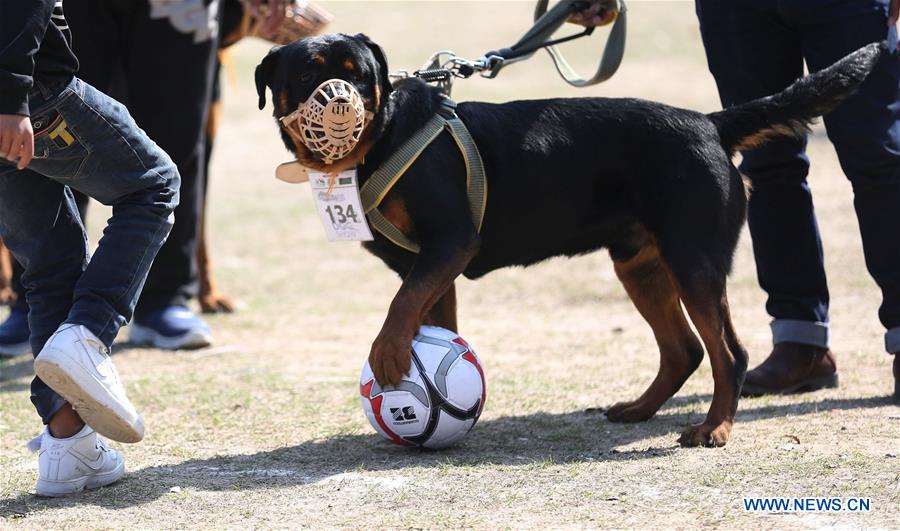 NEPAL-KATHMANDU-DOG SHOW