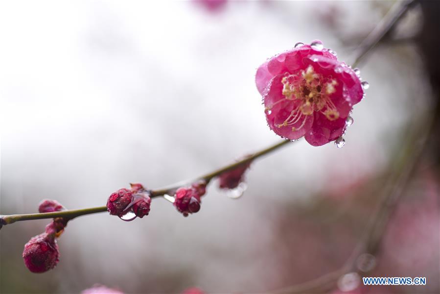 #CHINA-JIANGSU-TAIZHOU-PLUM FLOWERS (CN)