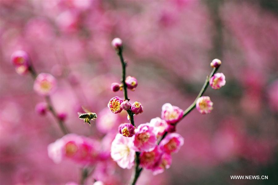 #CHINA-JINGZHE-SPRING(CN)