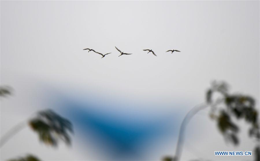 CHINA-HAINAN-SPRING-SPOONBILLS (CN)