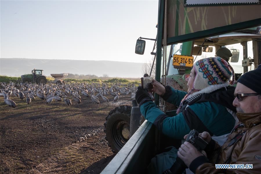 ISRAEL-HULA VALLEY-BIRD-MIGRATION