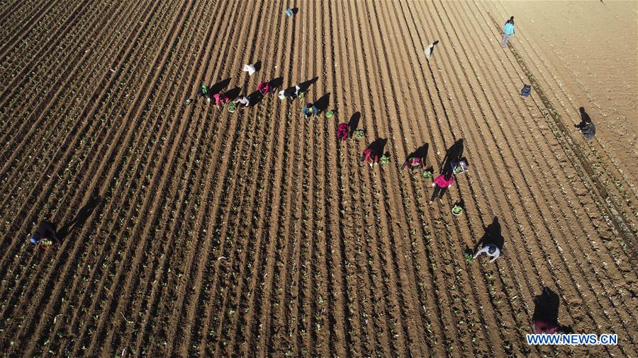 #CHINA-SPRING-FARM WORK (CN)