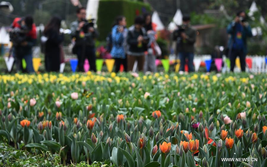 CHINA-HONG KONG-FLOWER SHOW (CN)