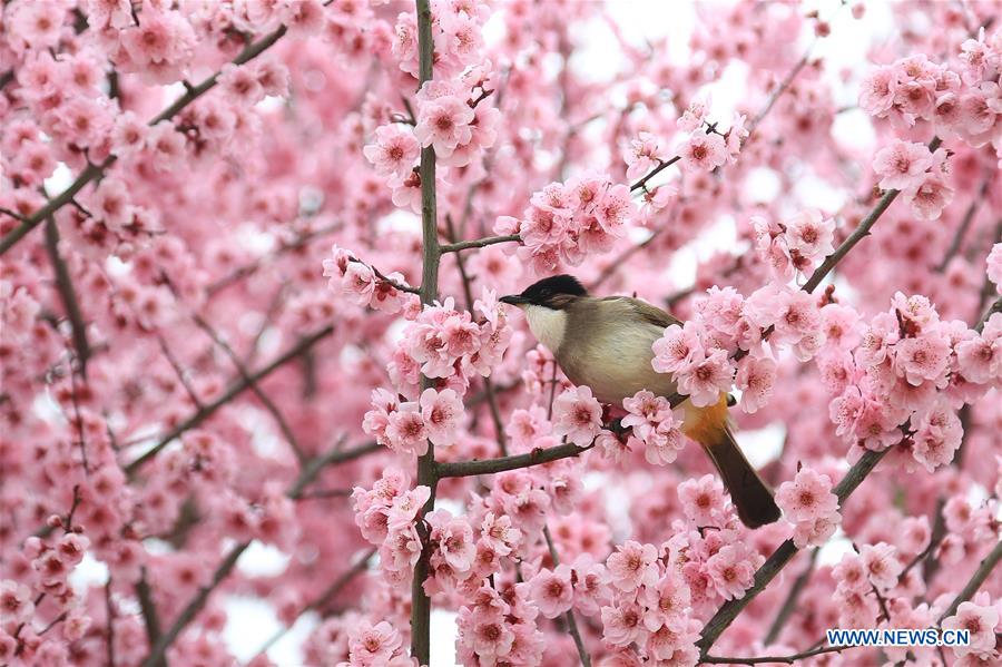 #CHINA-SPRING-BIRD (CN)