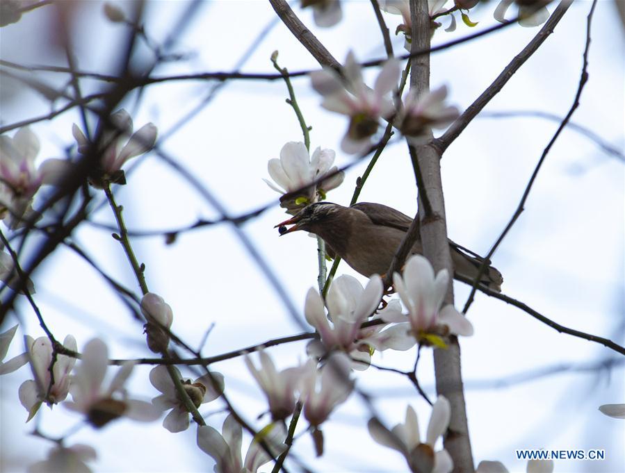 CHINA-SHANGHAI-SPRING-BIRD (CN)