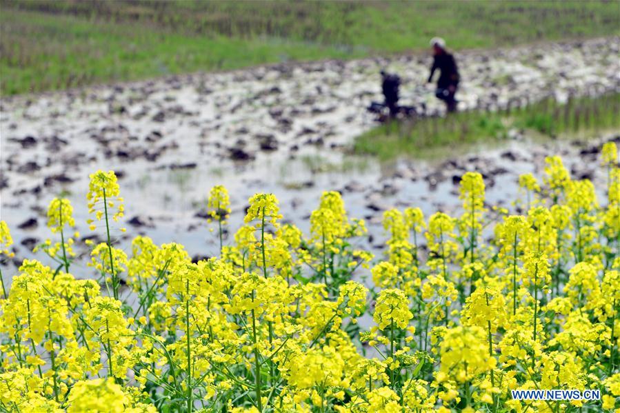 #CHINA-HUNAN-SPRING-FARMING (CN)