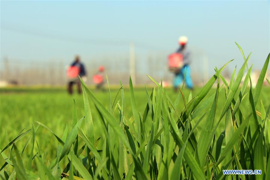 #CHINA-SPRING-FARMING (CN)