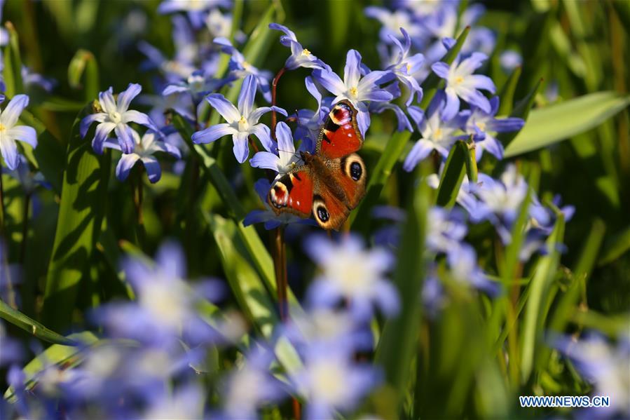 BELGIUM-BRUSSELS-SPRING-FLOWERS