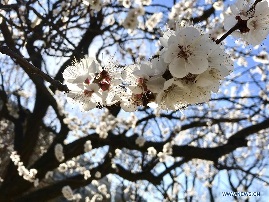 (BeijingCandid) CHINA-BEIJING-SPRING (CN)