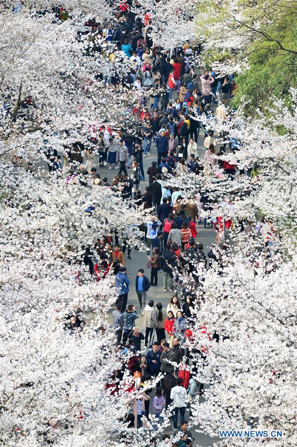 #CHINA-SPRING-CHERRY BLOSSOMS (CN)