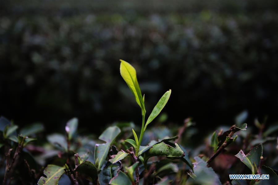 CHINA-FUJIAN-WUYISHAN-TEA GARDEN (CN)