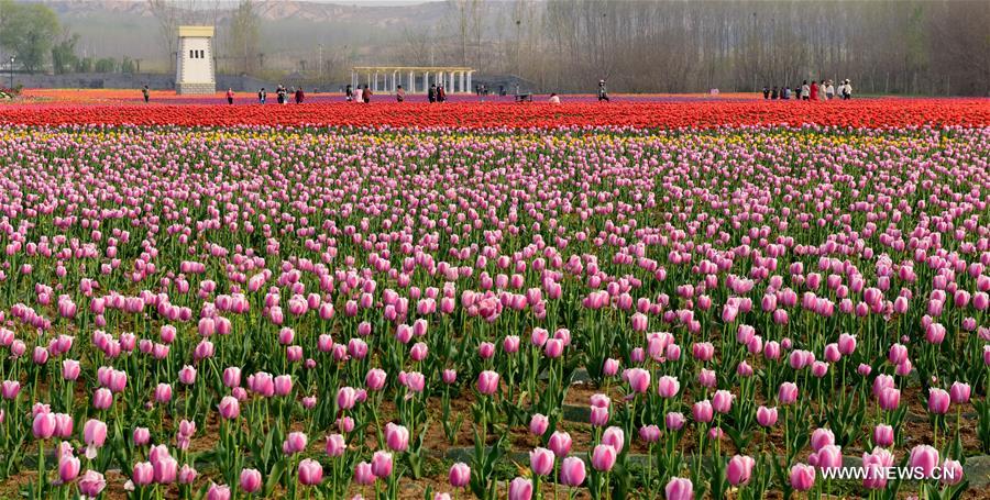 CHINA-HENAN-HOT SPRING TOWN-TULIPS (CN)