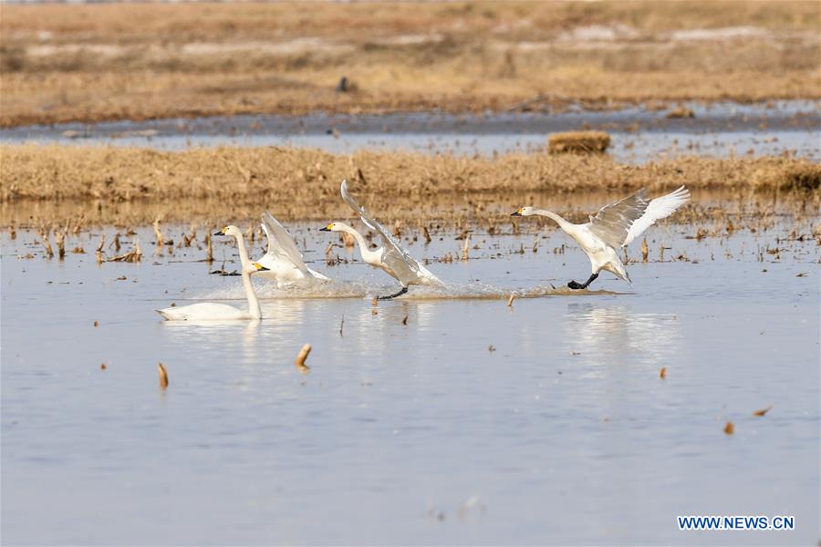 CHINA-INNER MONGOLIA-HANGJIN BANNER-SWAN (CN)