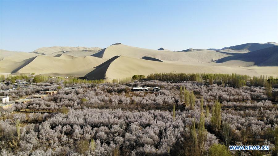 #CHINA-DUNHUANG-APRICOT FLOWERS (CN)