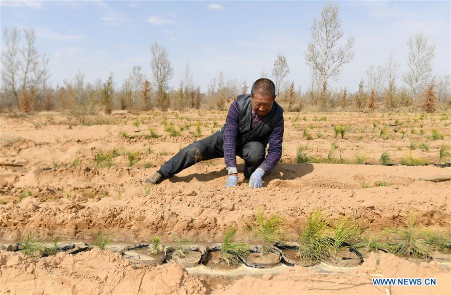 CHINA-SHAANXI-YULIN-AFFORESTATION (CN)