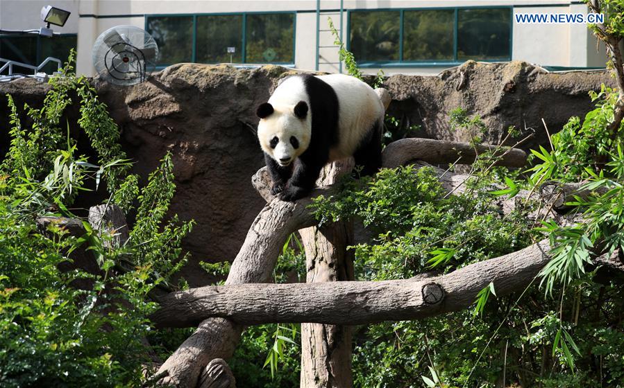 U.S.-CALIFORNIA-SAN DIEGO ZOO-PANDA-FAREWELL