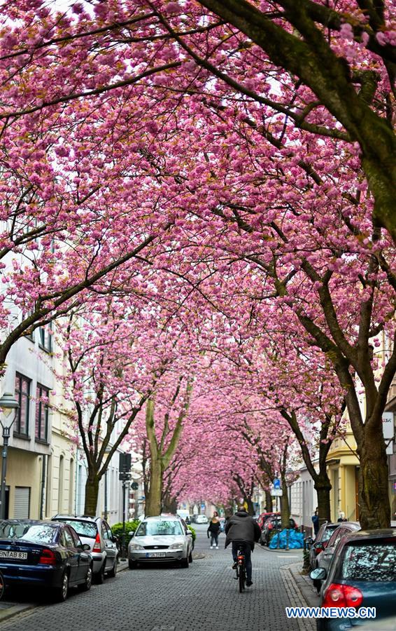 GERMANY-BONN-CHERRY BLOSSOM