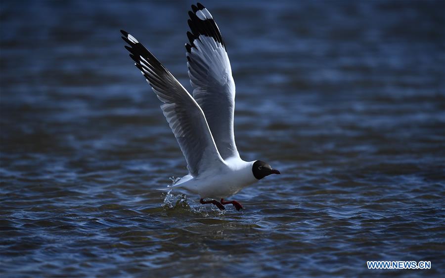 CHINA-QINGHAI LAKE-SPRING-MELT (CN)