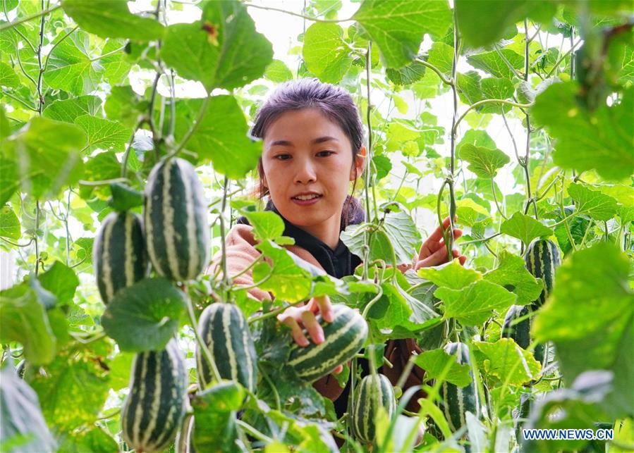 CHINA-HEBEI-AGRICULTURE-GREENHOUSES (CN)