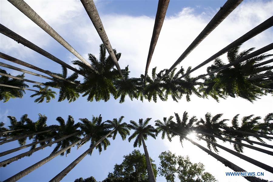 BRAZIL-RIO DE JANEIRO-BOTANICAL GARDEN